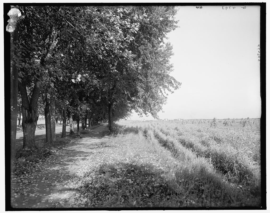 Bicycle path to ostrich farm, Palm Beach, Fla. (1900)